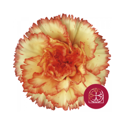 SANTOS-CLAVEL COL SELECT BICOLOR BOIRO