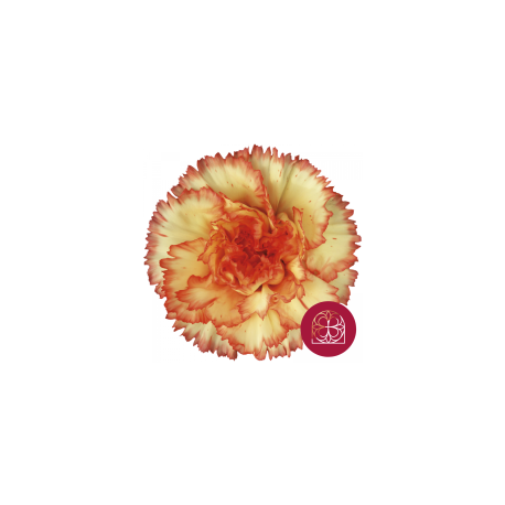 SANTOS-CLAVEL COL SELECT BICOLOR BOIRO