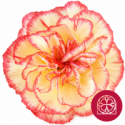 SANTOS-CLAVEL COL SELECT BICOLOR HAPPY 