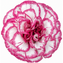 SANTOS-CLAVEL COL SELECT BICOLOR KINO