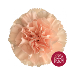 SANTOS-CLAVEL COL SELECT PEACH