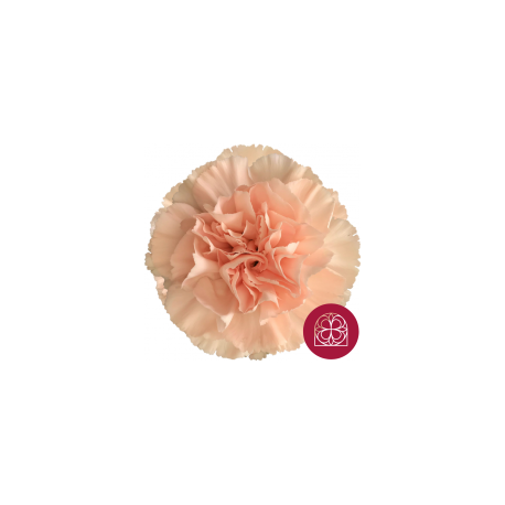 SANTOS-CLAVEL COL SELECT PEACH