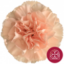 SANTOS-CLAVEL COL SELECT PEACH