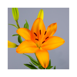 SANTOS-LILIUM L.A. NARANJA EX [4/5 FL]