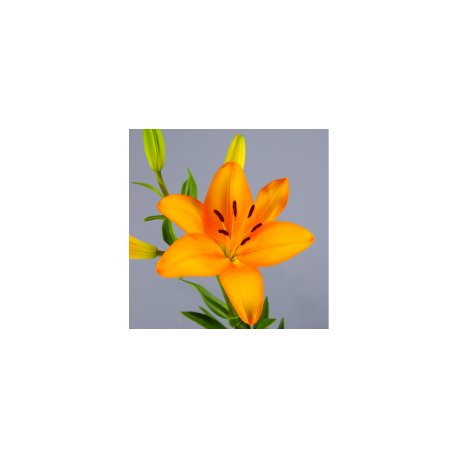 SANTOS-LILIUM L.A. NARANJA EX [4/5 FL]