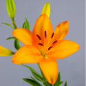SANTOS-LILIUM L.A. NARANJA EX [4/5 FL]