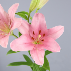 SANTOS-LILIUM L.A. ROSA EX [4/5 FL]