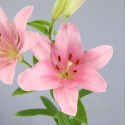 SANTOS-LILIUM L.A. ROSA EX [4/5 FL]