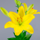 SANTOS-LILIUM L.A. AMARILLO EX [4/5 FL]