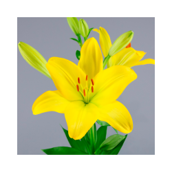 SANTOS-LILIUM L.A. AMARILLO EX [4/5 FL]