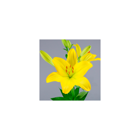 SANTOS-LILIUM L.A. AMARILLO EX [4/5 FL]
