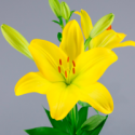 SANTOS-LILIUM L.A. AMARILLO EX [4/5 FL]