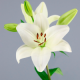 SANTOS-LILIUM L.A. BLANCO EX [4/5 FL]