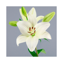 SANTOS-LILIUM L.A. BLANCO EX [4/5 FL]