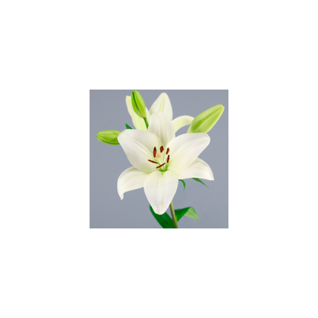 SANTOS-LILIUM L.A. BLANCO EX [4/5 FL]