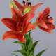 SANTOS-LILIUM L.A. ROJO EX [3/4 FL]