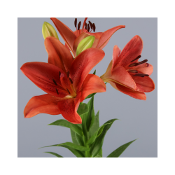 SANTOS-LILIUM L.A. ROJO EX [3/4 FL]