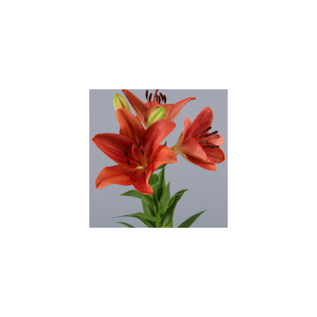 SANTOS-LILIUM L.A. ROJO EX [3/4 FL]