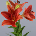 SANTOS-LILIUM L.A. ROJO EX [3/4 FL]