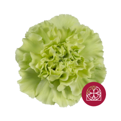 SANTOS-CLAVEL COL SELECT VERDE