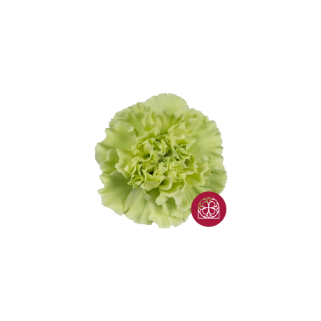 SANTOS-CLAVEL COL SELECT VERDE