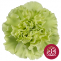 SANTOS-CLAVEL COL SELECT VERDE