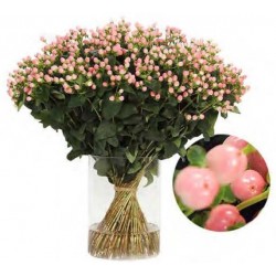 HYPERICUM ROSA 40 CM X10