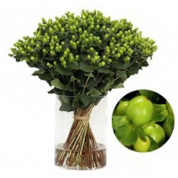 HYPERICUM VERDE 40 CM X10