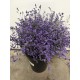 LIMONIUM SAFORA AZUL (POMO)