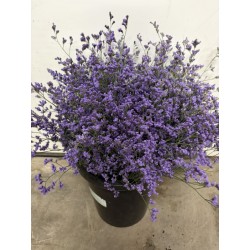 LIMONIUM SAFORA AZUL (POMO)
