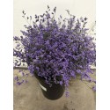 LIMONIUM SAFORA AZUL (POMO)