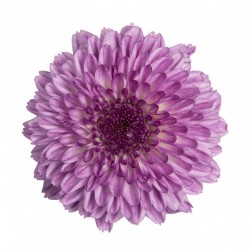 MARGARITA BOTON ABBEY PURPLE 