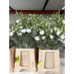 LISIANTHUS DOBLE BLANCO 1ª