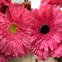 GERBERA ROSA OSCURA 1ª