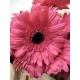 GERBERA ROSA OSCURA 1ª