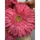 GERBERA ROSA OSCURA 1ª