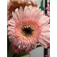 GERBERA ROSA CLARO 1ª