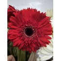 GERBERA ROJA 1ª
