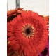 GERBERA NARANJA 1ª