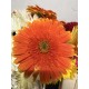 GERBERA NARANJA 1ª