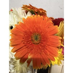 GERBERA NARANJA 1ª