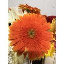 GERBERA NARANJA 1ª
