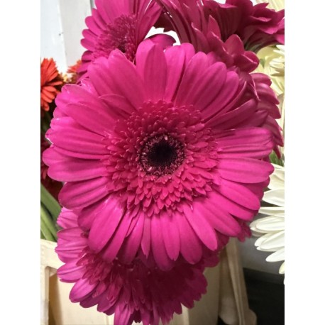 GERBERA FUCSIA 1ª