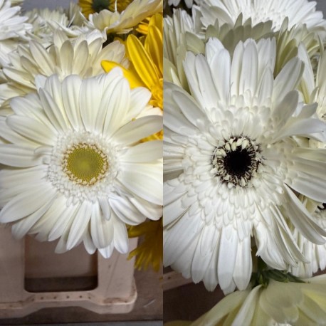 GERBERA BLANCA 1ª