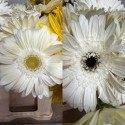 GERBERA BLANCA 1ª