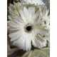 GERBERA BLANCA 1ª