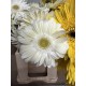 GERBERA BLANCA 1ª