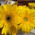 GERBERA AMARILLA 1ª