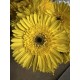 GERBERA AMARILLA 1ª