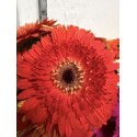 GERBERA NARANJA OSCURA 1ª